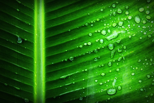 Image contains banana leaf with water droplets